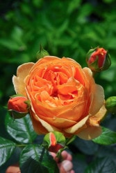 ���ߵ����ġۥХ��� ��������ʥ��� ͢���� 7��ȭ�����ʡ����ӿ建�� ��Ͽ�ʼ�ϡ�ER-Y��