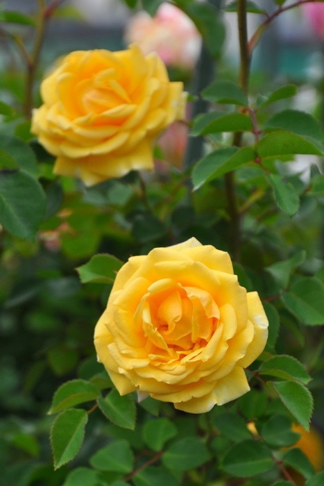 Kobe❣️Gold Label. パラシリ. 50シリ❗️❗️❗️ LouisVuitton #LVFashion