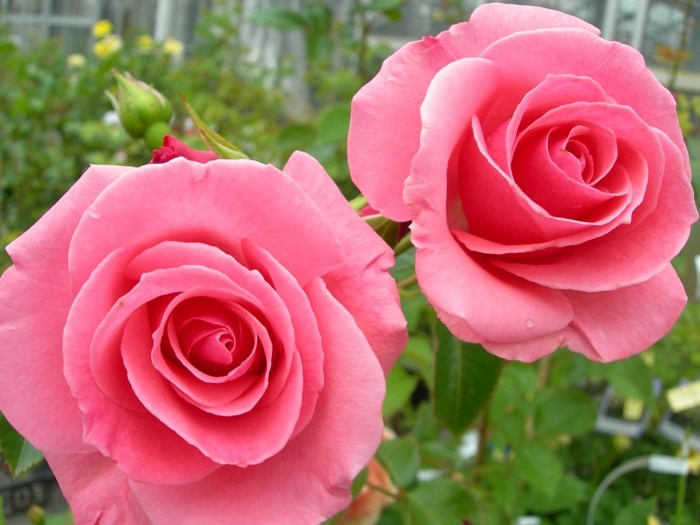 大苗】バラ苗 ラビィーニア 国産苗 6号鉢植え品《J-CL20》 | すべての