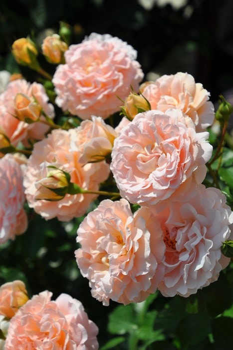 冬季大苗】バラ苗 プシュケ 国産苗 6号鉢植え品［契約品種］《J-RO