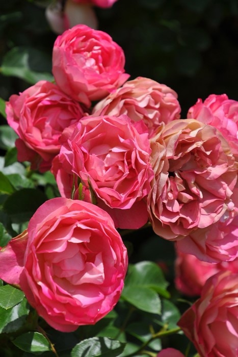 冬季大苗】バラ苗 アクロポリスロマンティカ 国産苗 6号鉢植え品［契約