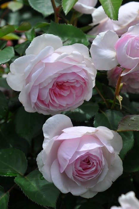 「オリビアローズオースチン」10号鉢 開花中「オリビアローズオースチン」10号鉢 オリビア ローズ