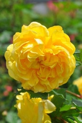 ���ߵ����ġۥХ��� ���ݥ��åĥ磻�� ͢���� 7��ȭ�����ʡ����ӿ建�� ��Ͽ�ʼ�ϡ�ER-Y��