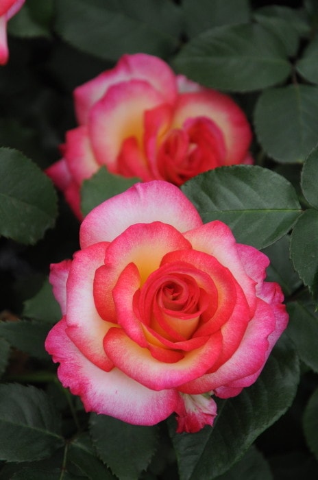 Хġġۥ쥪ե  6ȭʡηʼϡKb-NLP