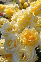 Хġġۥɥ쥰ǥ  6ȭʡӿ建 ϿʼϡIR-IRO4