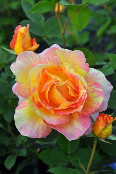 バラ苗 中苗 ポールセザンヌ ローズデシスターシェン Del絞黄 国産苗 6号鉢植え品 即納 契約品種 Han Del テーマで選ぶバラ 美しく良く咲くバラ 0選 つる性 中苗 バラの家 公式本店 ロサオリエンティス バラ苗 専門店