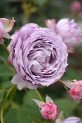 ХġġۥΥꥹ  6ȭʡӿ建 ϿʼϡJ-IRM3