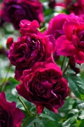 �Х��ġڿ��ġۥ��쥴�꡼ ���ġ����ӿ建�� ��Ͽ�ʼ�ϡ�Han-DEL�ա�0413�����