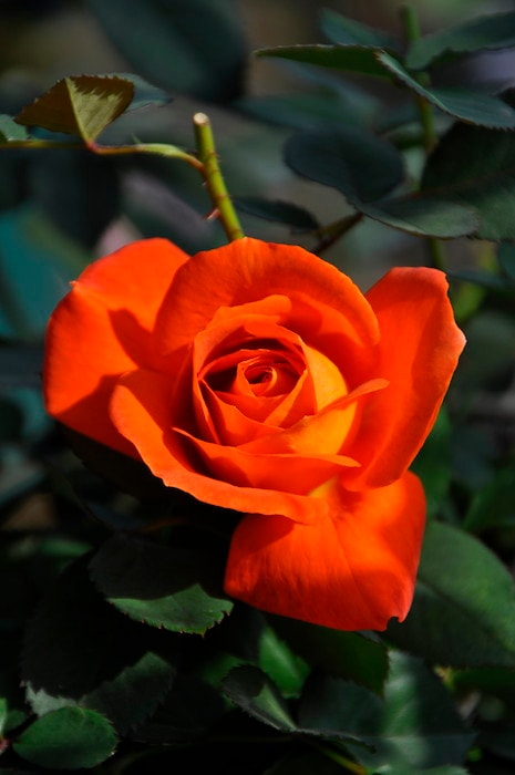 冬季大苗】バラ苗 スーパートローパー 国産苗 6号鉢植え品《OM-ZEK