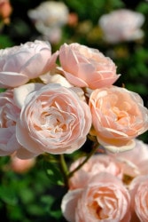 ���ߵ����ġۥХ��� �֥꡼�� ���� 6��ȭ�����ʡ����ӿ建�� ��Ͽ�ʼ�ϡ�Han-DEL�ա�0109�����