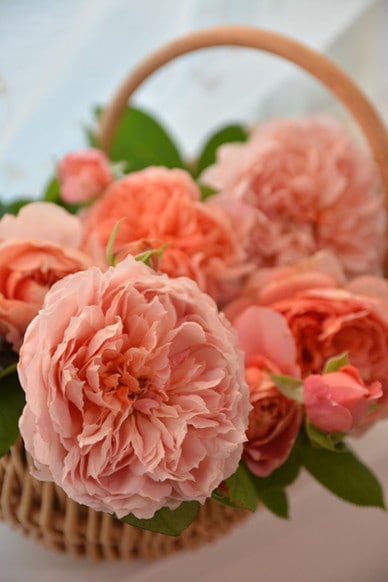 大苗】バラ苗 ムーランドラギャレット 国産苗 6号鉢植え品［農林水産省