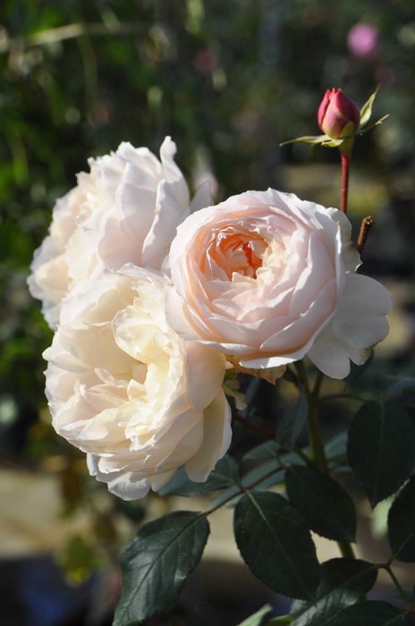 「Beaniebaby」 切り花品種バラ苗　 レアバラ Beaniebaby」 切り花品種バラ苗 レアバラ 4点 Beaniebaby様専用