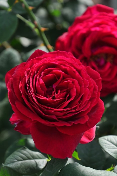 ★ペリロコ★ バラ(^^) 楽天市場】予約販売 バラ 苗 バラ 新苗 オールドローズ ヘルモサ