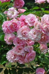 ġۥХ ץ󥰥ѥڥԥ󥯥ޡΡ  6ȭʡηʼϡMA-MA