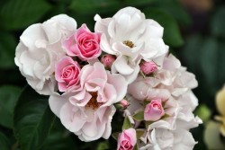 ġۥХ å  6ȭʡηʼϡMA-MA