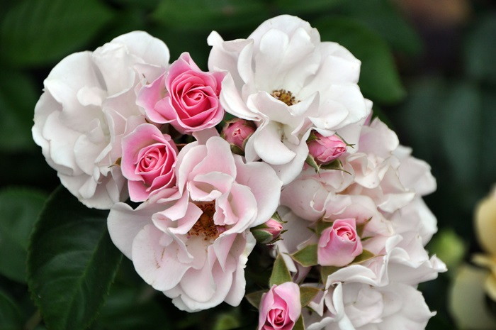 冬季大苗】バラ苗 セレッソ 国産苗 6号鉢植え品［契約品種］《MA-MA