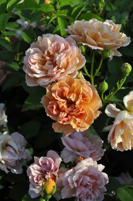 大苗】バラ苗 カフェ 国産苗 6号鉢植え品《J-FL20》 | すべての商品