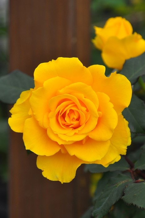 ���ߵ����ġۥХ��� �إ�꡼�ե���� ���� 6��ȭ�����ʡ�J-HT10��