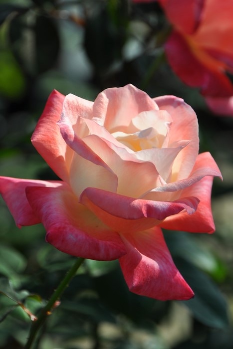 大苗】バラ苗 ジェミニ 国産苗 6号鉢植え品《J-HT20》 | すべての商品