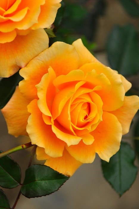 大苗】バラ苗 まんよう【万葉】マンヨウ 国産苗 6号鉢植え品《J-FL20