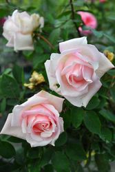 ġۥХ إ󥱡˥  6ȭʡJ-HT20