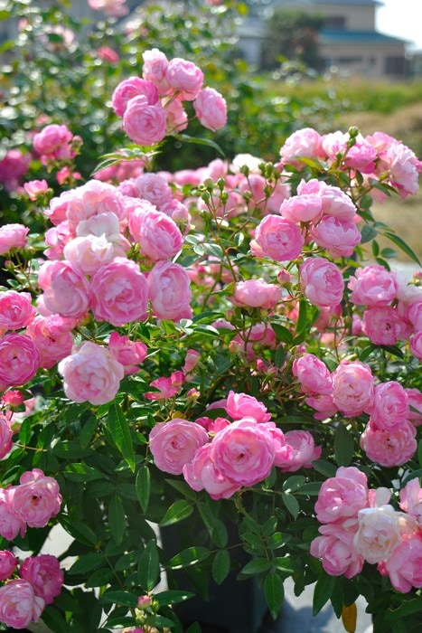 大苗】バラ苗 ハッピーマザーズデー【ピンクマザーズデー】 国産苗 6号