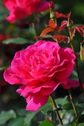 ���ߵ����ġۥХ��� �����ҥ���ȥ�ͥåȡڲ��ޥ���ȥ�ͥåȡ� ���� 6��ȭ�����ʡ����ӿ建�� ��Ͽ�ʼ�ϡ�IR-IRO4�ա�0109�����