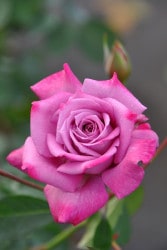 ڥ若ۡġۥХ ѡץ쥤  6ȭʡJ-HT20 ָ
