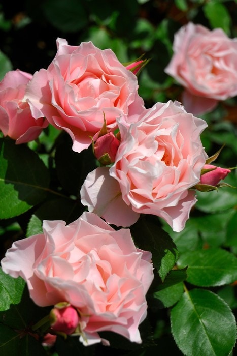 ġۥХ ե  6ȭʡӿ建 ϿʼϡJ-RO