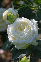 ġۥХ Ρե쥰  6ȭʡηʼϡJB-YR