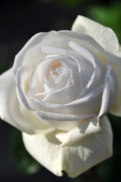 �����ġۥХ��� �ӥ֥�ޥꥨ! ���� 6��ȭ�����ʡ����ӿ建�� ��Ͽ�ʼ�ϡ�IR-IRO3��