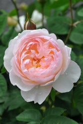 ���ߵ����ġۥХ��� ������ȥ�ϡ��ޥ����ˡ� ͢���� 7��ȭ�����ʡ����ӿ建�� ��Ͽ�ʼ�ϡ�ER-Y��