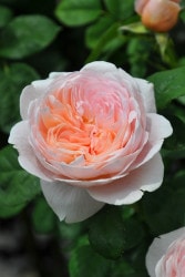 ���ߵ����ġۥХ��� �������󥪥֥��������ǥ� ͢���� 7��ȭ�����ʡη����ʼ�ϡ�ER-Y��