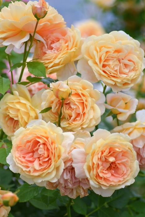 ���ߵ����ġۥХ��� ��٥�ݡ� ���� 6��ȭ�����ʡ����ӿ建�� ��Ͽ�ʼ�ϡ�Kb-KBO�ա�0116�����