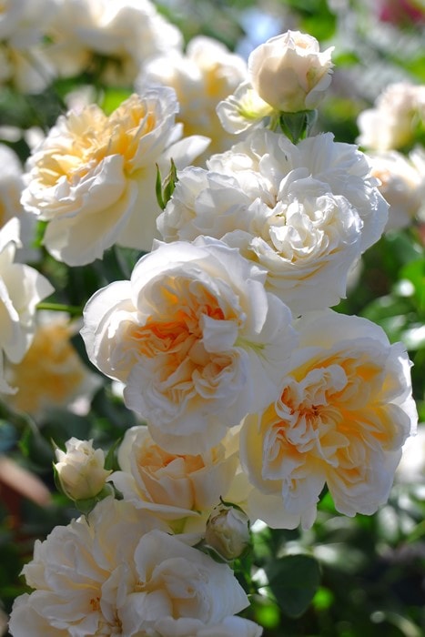 AGF オトメイト　当たり　ぜベネラ AGF オトメイト 当たり ぜベネラ AGF オトメイト 当たり ぜベネラ AGF