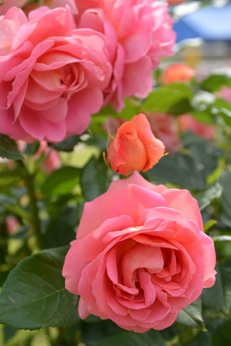 Хġġۥϥȡ֤ι  6ȭʡηʼϡJB-YRա1104