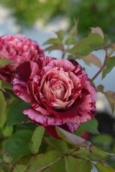 ���ߵ����ġۥХ��� ���å��������ߥå����� ���� 6��ȭ�����ʡ����ӿ建�� ��Ͽ�ʼ�ϡ�Kb-BRN��