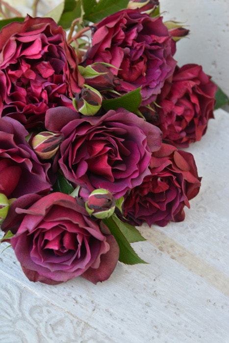 バラ苗【中苗】ライラ 国産苗 6号鉢植え品［契約品種］《J-RO