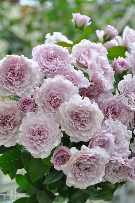 バラ苗【中苗】リベルラ 国産苗 6号鉢植え品［契約品種］《OS-OS2