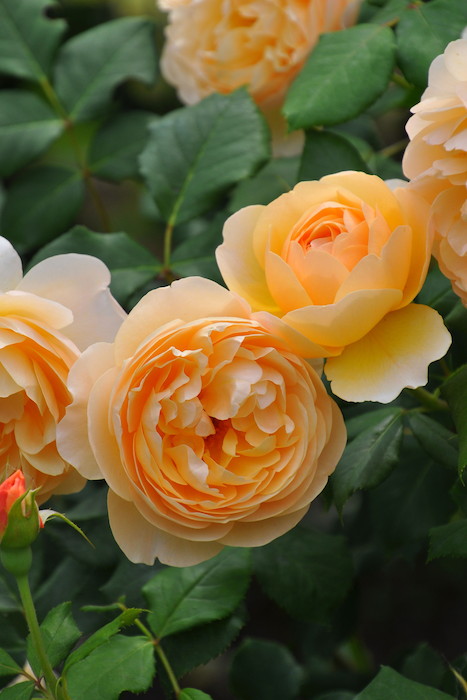 冬季大苗】バラ苗 ロアルドダール 輸入苗 7号鉢植え品［農林水産省