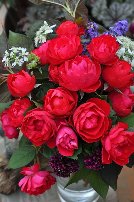 冬季大苗】バラ苗 チェリーボニカ 国産苗 6号鉢植え品［農林水産省