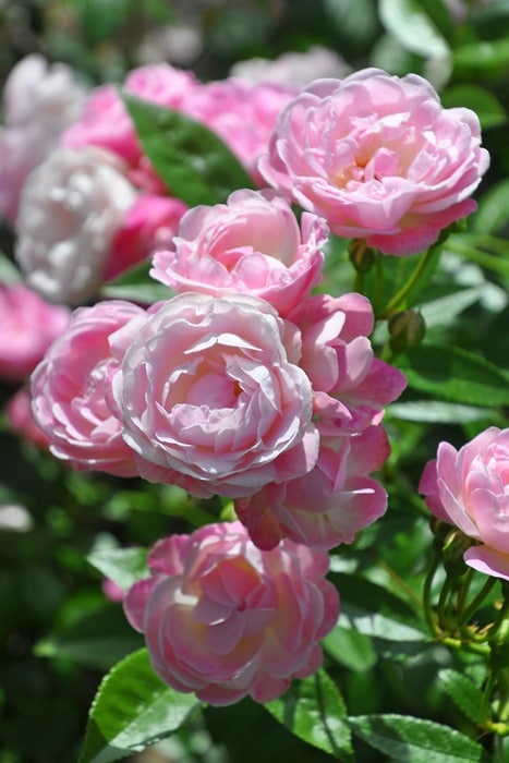 ☆年末SALE☆高品質 入手困難 セーラデカブラル産！大玉 13mm後半 000000007679_OxrU8vl.jpg