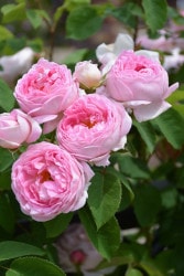 ���ߵ����ġۥХ��� ���󥹥��󥹥��ץ饤 ͢���� 7��ȭ�����ʡη����ʼ�ϡ�ER-Y��