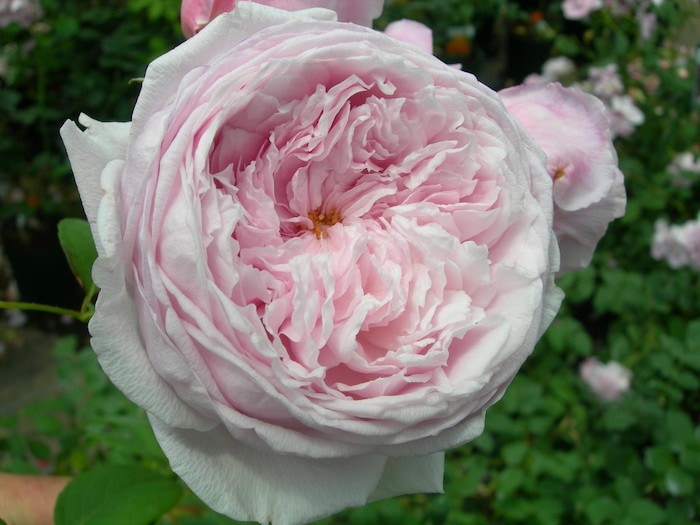 冬季大苗】バラ苗 スピリットオブフリーダム 輸入苗 7号鉢植え品［農林