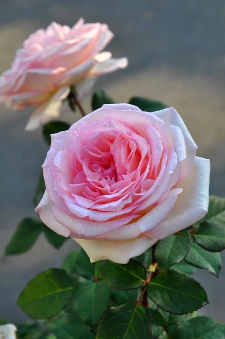 ���ߵ����ġۥХ��� �륤���ޡڤ뤤�Τʤߤ��� ���� 6��ȭ�����ʡ����ӿ建�� ��Ͽ�ʼ�ϡ�IR-IRO3��