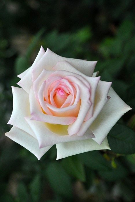 バラ　バラ苗　接木苗　巨大苗　つぼみ付き　人気フラミンゴ薔薇　1本のみ 薔薇 バラ苗 挿木苗 人気なバラ フラミンゴ 開花中苗 - メルカリ