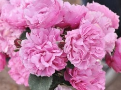 ���ߵ����ġۥХ��� ����ȥΡ��� ���� 6��ȭ�����ʡ����ӿ建�� ��Ͽ�ʼ�ϡ�Han-DEL�ա�0109�����