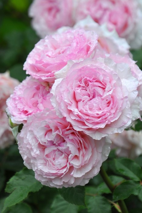 冬季大苗】バラ苗 エウリディーチェ 国産苗 6号鉢植え品［契約品種