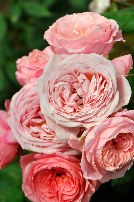 冬季大苗】バラ苗 アンソフィーピック 国産苗 6号鉢植え品［契約品種