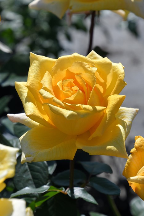 ワンコ　バラ苗 ワンコ様専用 薔薇フロ○ンティー○ 抜き苗 3本 【公式通販】
